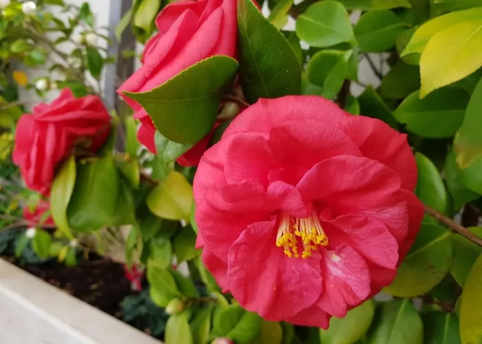 Apartman Sandra Solitudo Ii Dubrovnik