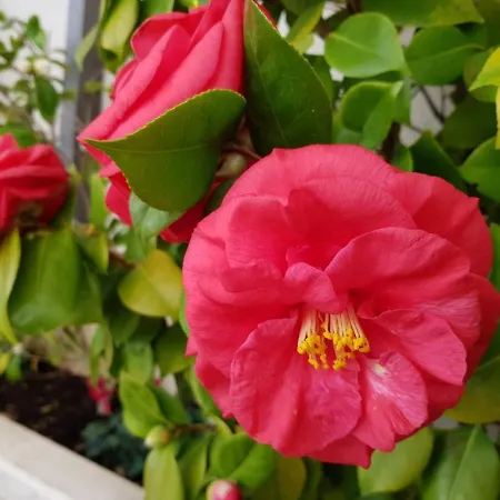 Apartment Sandra Solitudo Ii Dubrovnik